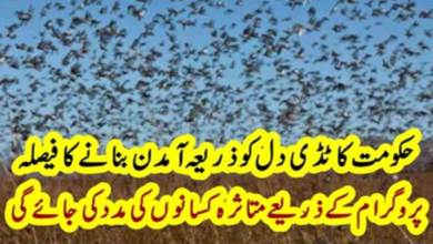 Photo of The Government’s decision to make locusts a source of income | Report